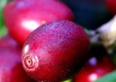 calidad de flama line