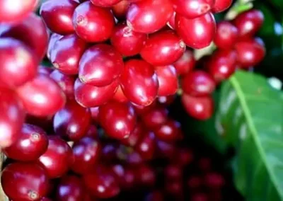 flama line cerezas s.l